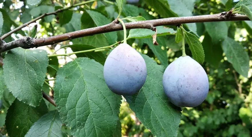 Två lila plommon hänger på en gren. Det är dags att beskära plommonträd för att ge plats åt nya frukter.