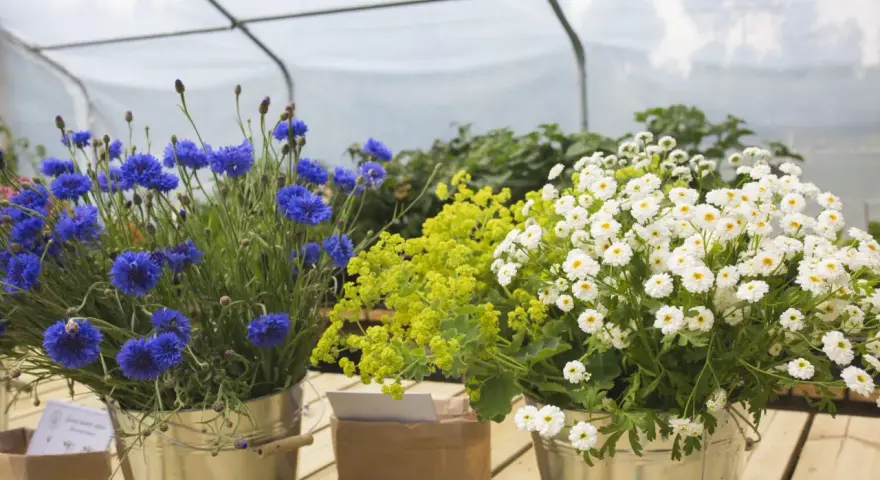 Blåklint, gul alchemilla och vita prästkragar i hinkar, redo att bli direktså sommarblommor.
