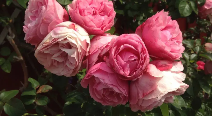 En bukett av rosa rosor, som Constance Spry, blommar i solljus.