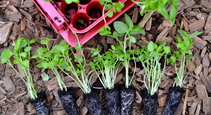 Små plantor av persilja i kruka, redo att planteras ut. De har fina rötter och gröna blad.