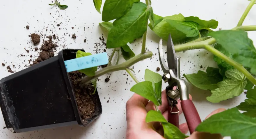 En hand beskär en liten tomatplanta med sekatör. Jord ligger utspridd runt krukan.
