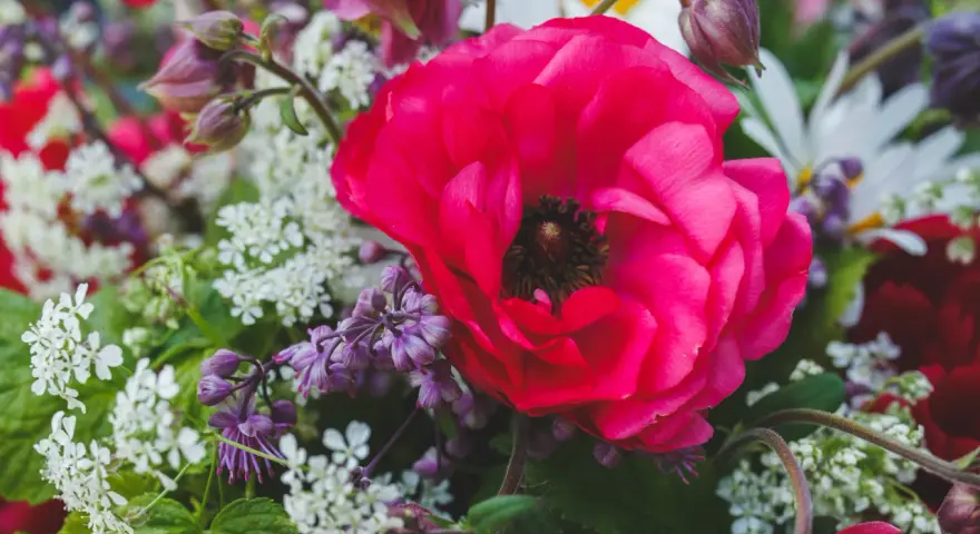 En stor, ceriserosa ranunkel i kruka omgiven av små vita blommor och lila blomknoppar.