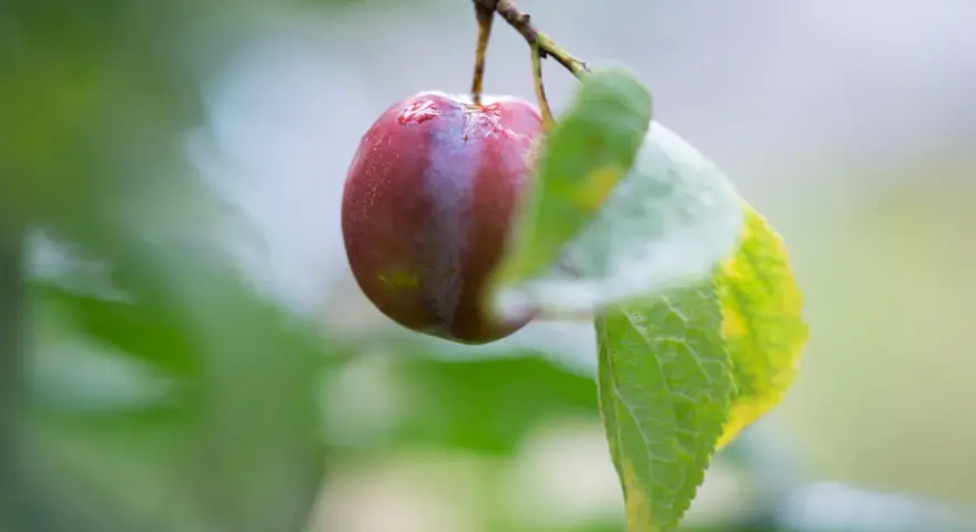 En ensam, mörkröd plommon hänger på en gren, kanske en av de gamla plommonsorter som ger en smak av svunna tider.