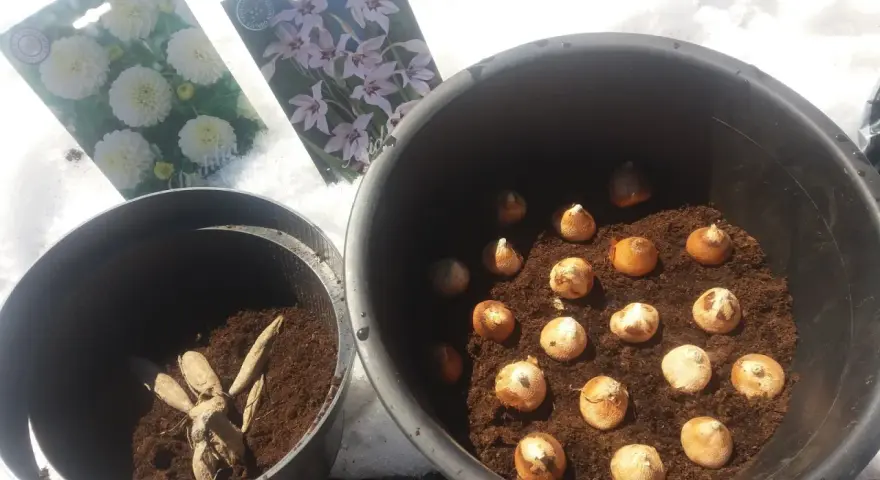 Dahlior och gladioluslökar redo för plantering. Snön ligger kvar, men våren är på väg och snart blir det doftlilja plantera.