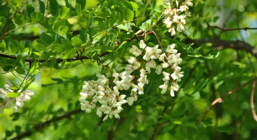 Vackra klasar med akacia blomma hänger från en gren, omgivna av gröna blad och solljus.