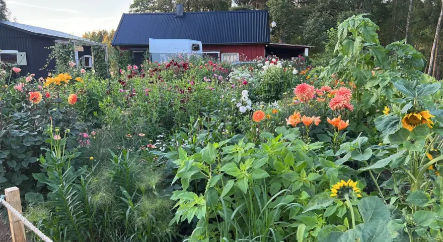 En lummig trädgård med en mängd blommor, inklusive dahlia hybrid i olika färger, solrosor och liljor. Bakom syns röda och svarta hus.