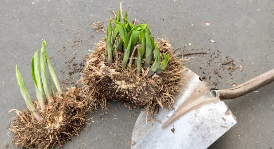 Hosta-plantor med rötter och en spade, redo att dela perenner för att ge nytt liv åt trädgården.