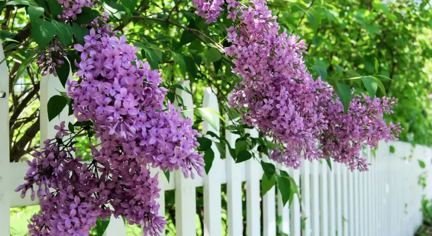 Vackra syrener blommar i lila klasar längs en vit staket.
