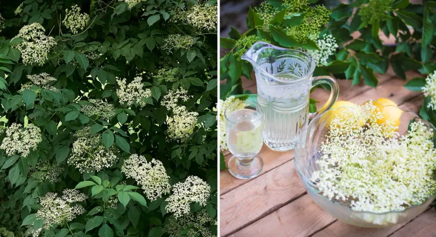 Fläderblommor redo att plockas för att beskära fläder och göra saft. En karaff med dryck och citroner står redo.
