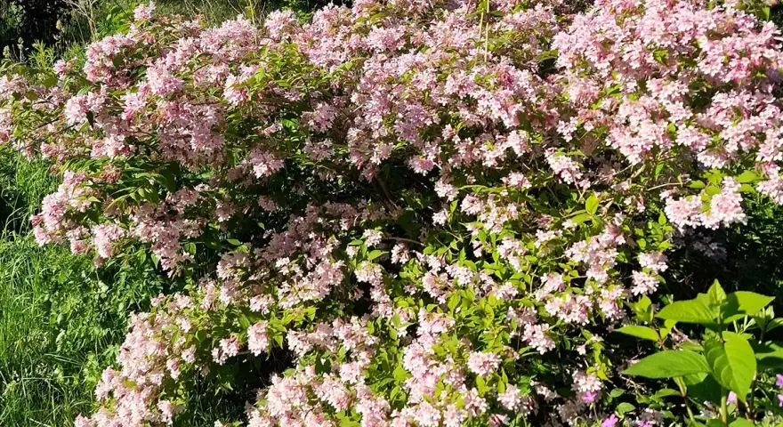En frodig paradisbuske med rosa blommor, som visar hur snabbt växer paradisbuske. Grönskande bladverk och solljus.