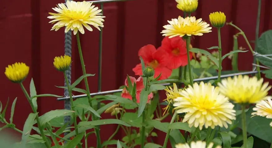Gula blommor av krasse i kruka, med röda blommor i bakgrunden.