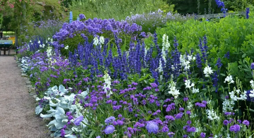 En lummig rabatt med en rik blandning av blå blommor, perenner som salvia och lavendel, kantad av en grusgång.