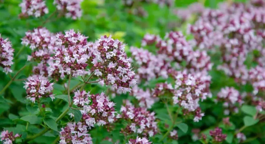 En tät matta av oregano blomma i lila och vita nyanser, med gröna blad som bakgrund.