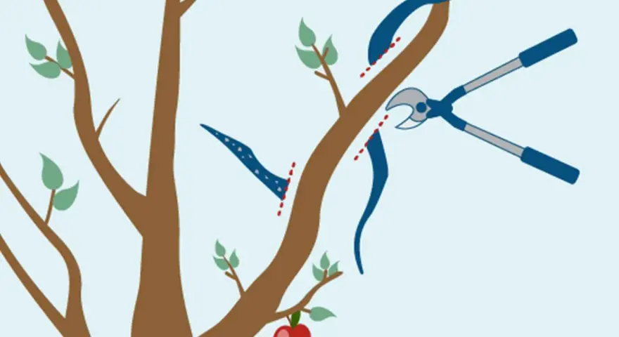 Illustration visar hur man beskär äppelträd hårt med sekatör. En gren klipps av nära stammen.
