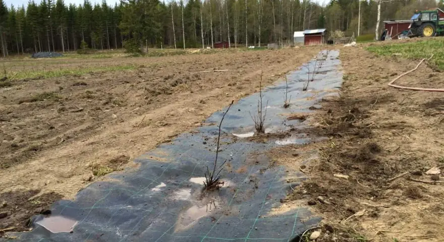 Nyplanterad aronia buske rad på markduk i ett fält. Traktor och byggnader syns i bakgrunden.