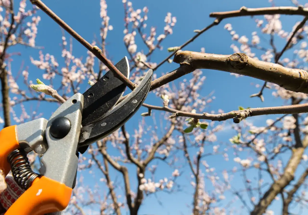 Besk&auml;rning av bigarr&aring;tr&auml;d i blom. En sekat&ouml;r n&auml;ra en gren med knoppar mot en bl&aring; himmel och blommande tr&auml;d.
