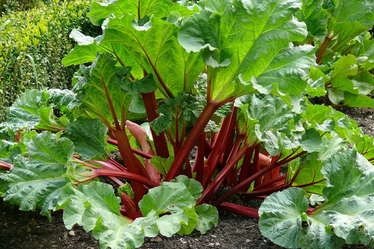 En frodig rabarberplanta med tjocka, r&ouml;da stj&auml;lkar och stora, gr&ouml;na blad. Perfekt f&ouml;r saft och paj, trots att rabarber inneh&aring;ller oxalsyra.