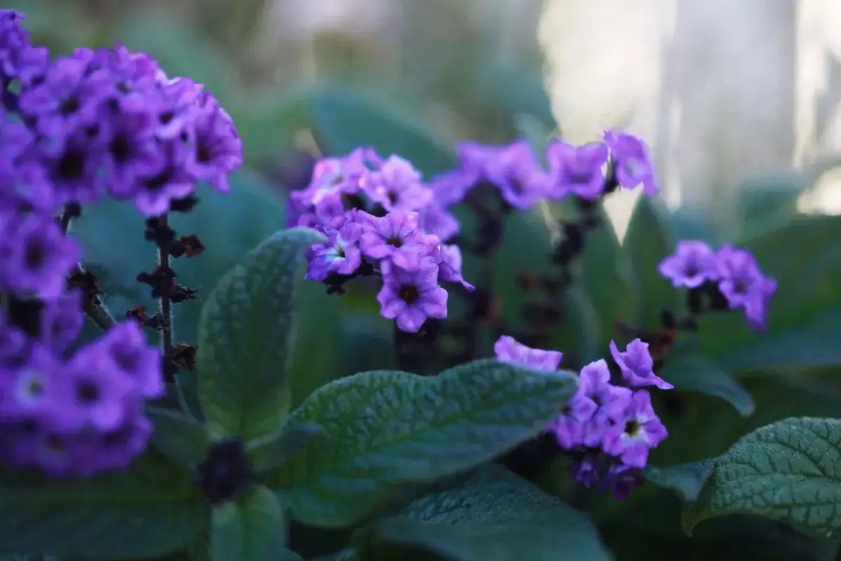 Vackra lila blommor i en balkongl&aring;da, perfekta tips p&aring; blommor f&ouml;r att skapa f&auml;rg.