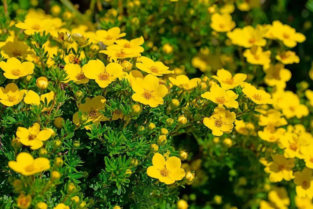 En buske med många små, lysande gula blommor som sprider glädje i trädgården.