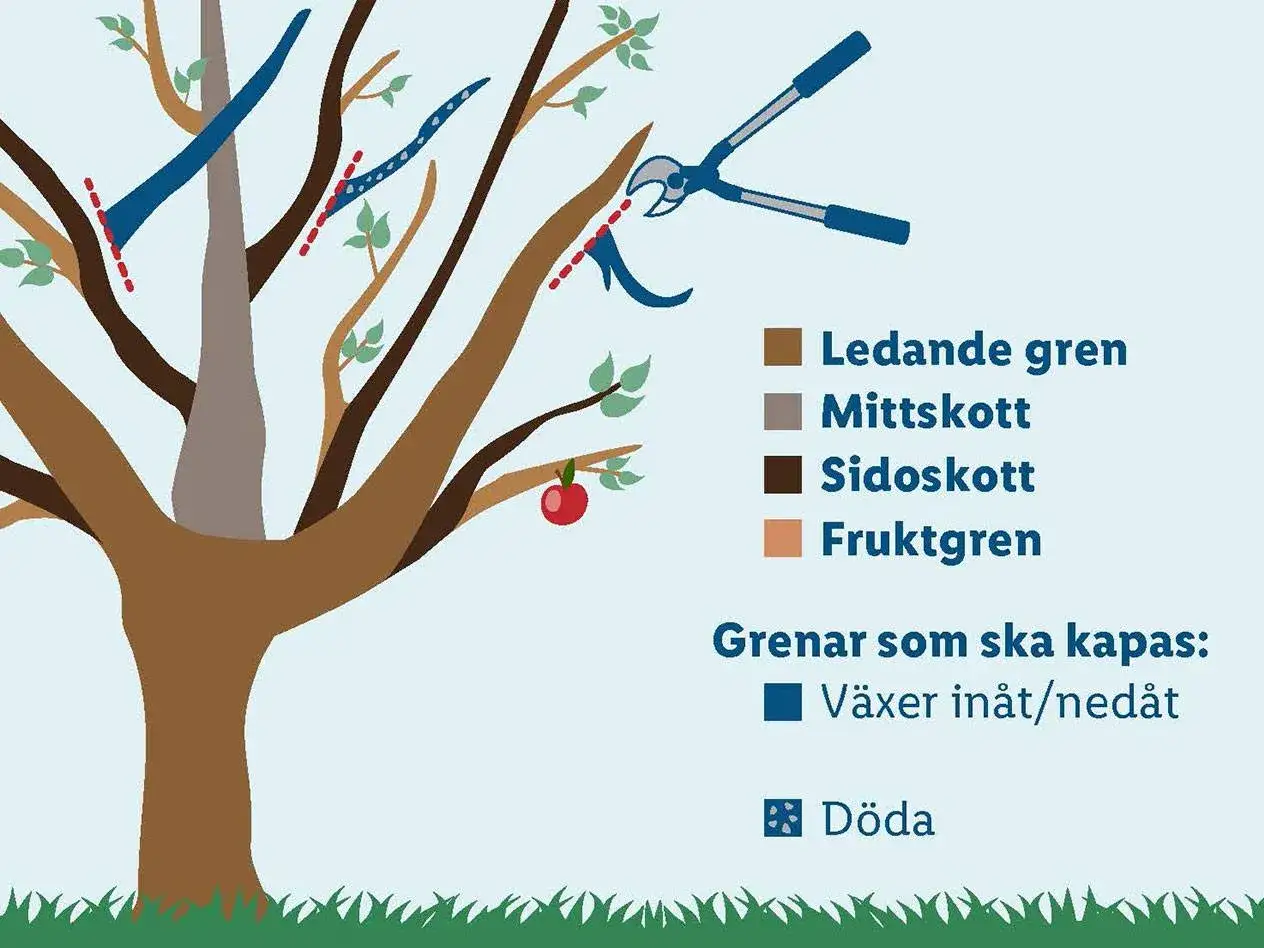 Illustration visar hur man beskär äppelträd hårt. Röda streck visar var grenar ska kapas, som växer inåt eller är döda.