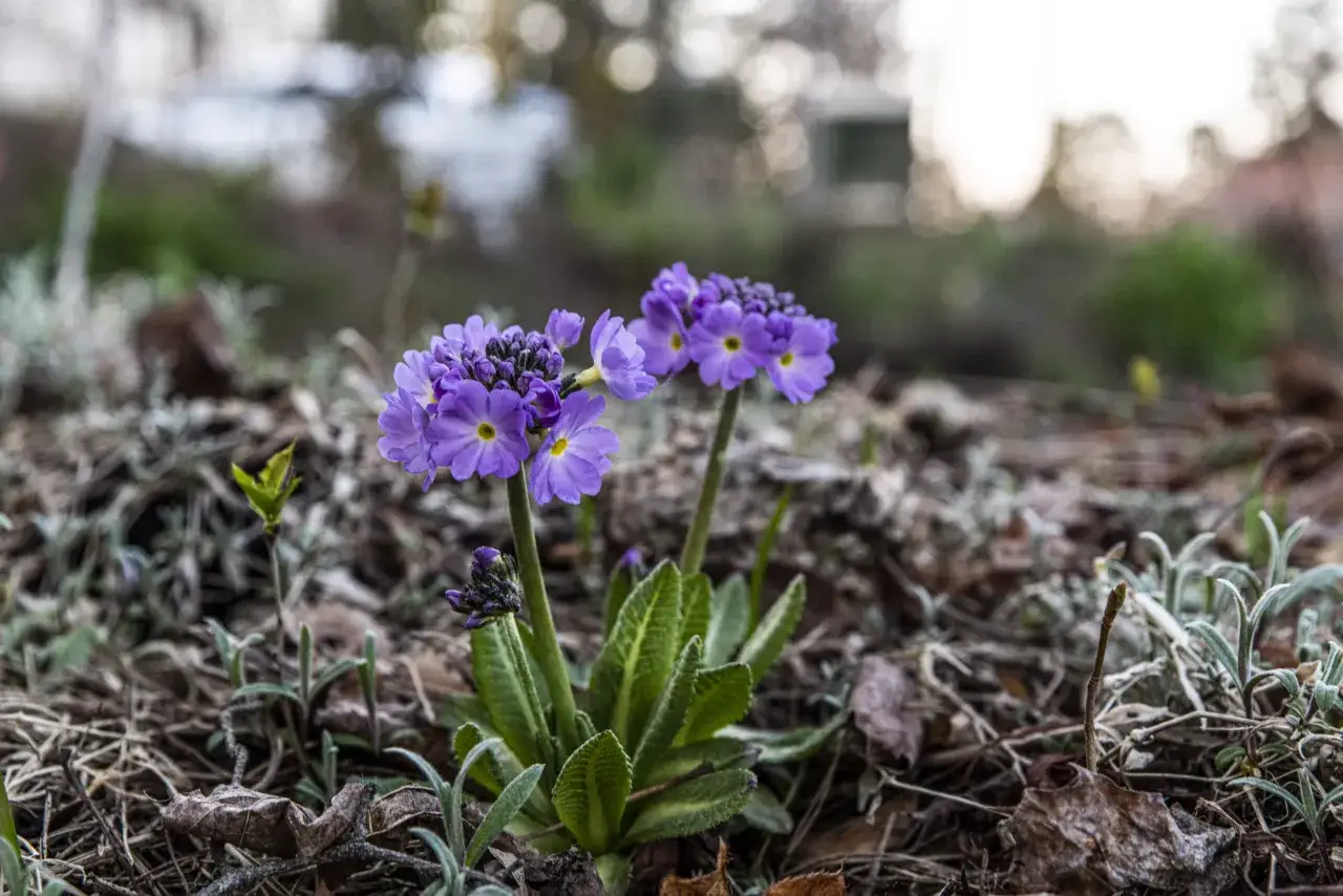 Tv&aring; lila primula utomhus blommar i tr&auml;dg&aring;rden bland vissna l&ouml;v och gr&ouml;nskande blad.