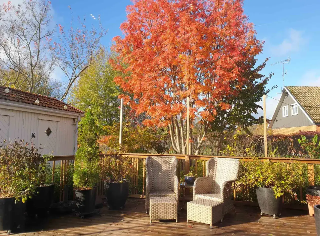 En altan med korgm&ouml;bler och krukv&auml;xter. I bakgrunden en acer palmatum i full h&ouml;stprakt med sina lysande orange l&ouml;v.