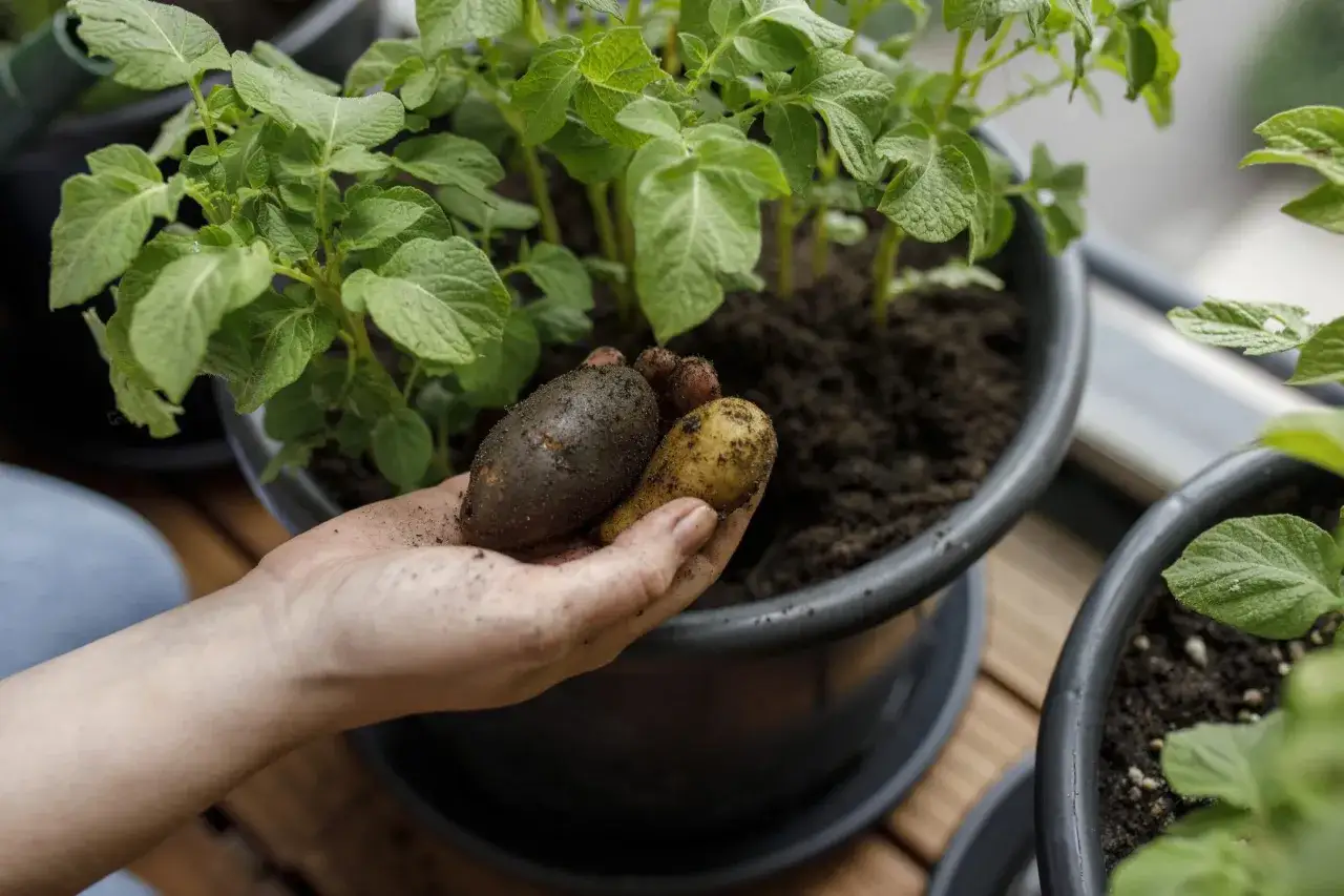 Hand h&aring;ller upp potatisar fr&aring;n en hink, redo att odla potatis i hink till midsommar.