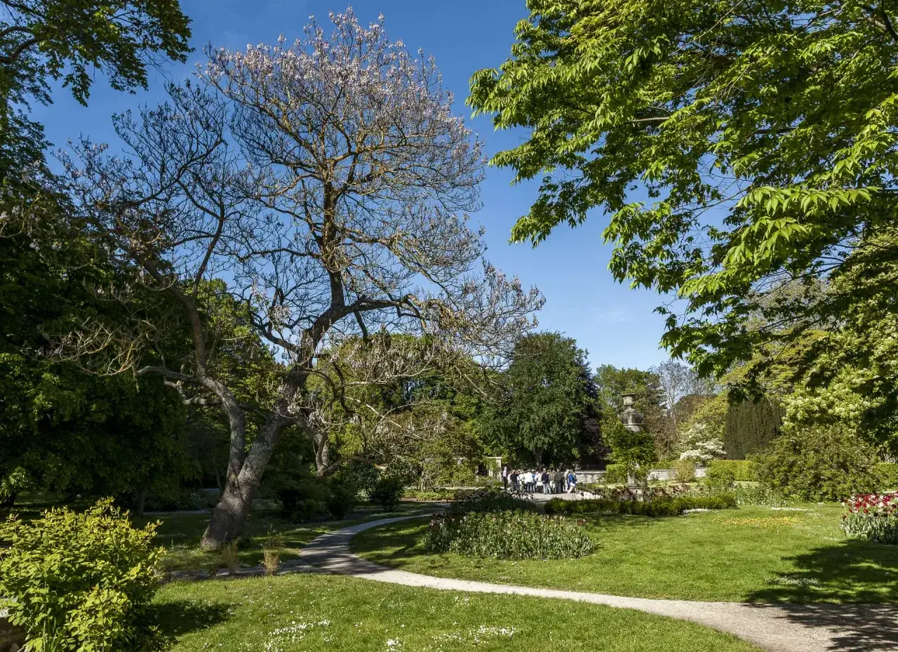 En vacker park med en blommande paulownia tomentosa i förgrunden. En grupp människor samlas vid en fontän i bakgrunden.