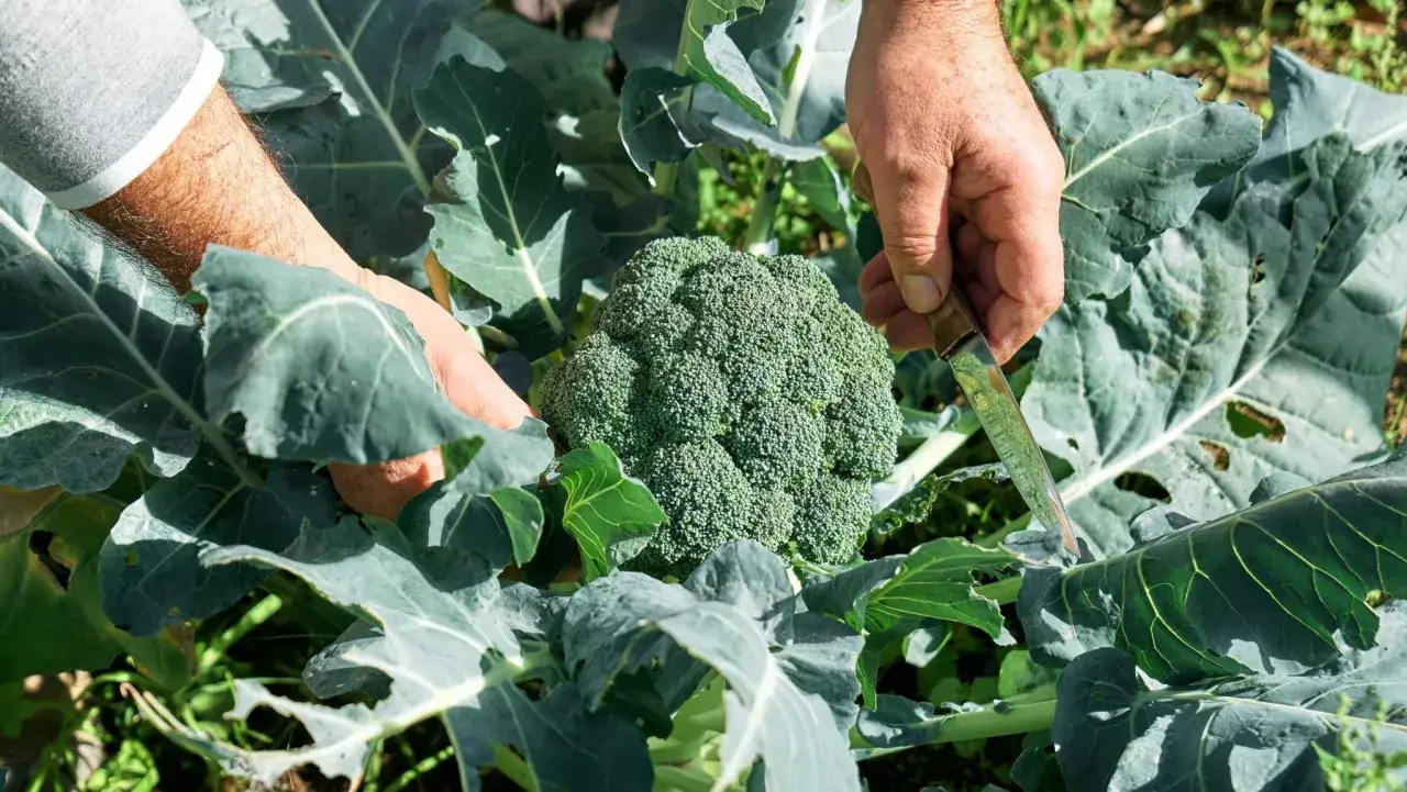 H&auml;r sk&ouml;rdas en stor, gr&ouml;n broccoli. Det &auml;r en h&auml;rlig k&auml;nsla att odla broccoli sj&auml;lv och se resultatet.