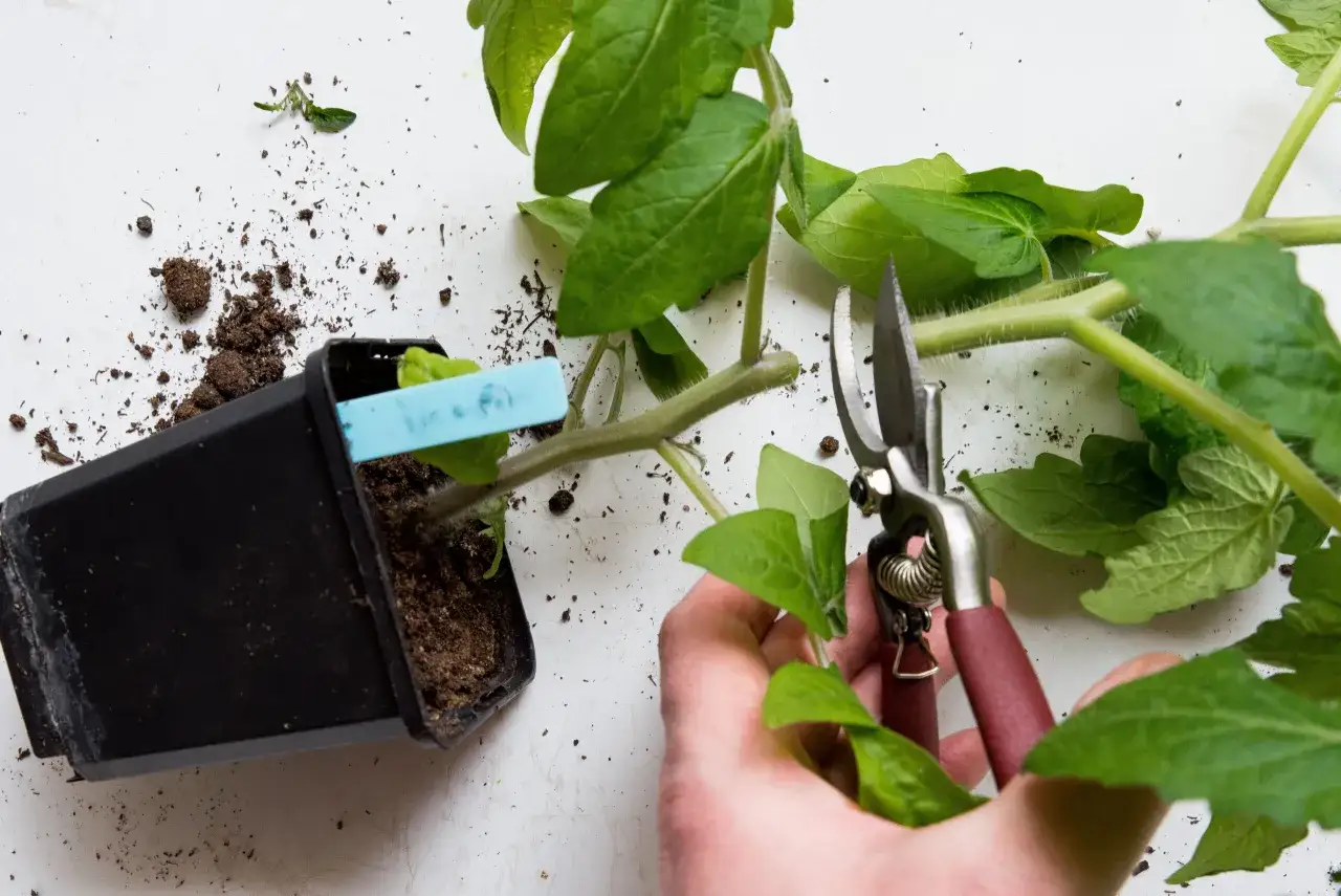 En hand med sekat&ouml;r f&ouml;rbereder sig f&ouml;r att toppa tomater. En planta i kruka med jord syns bredvid.