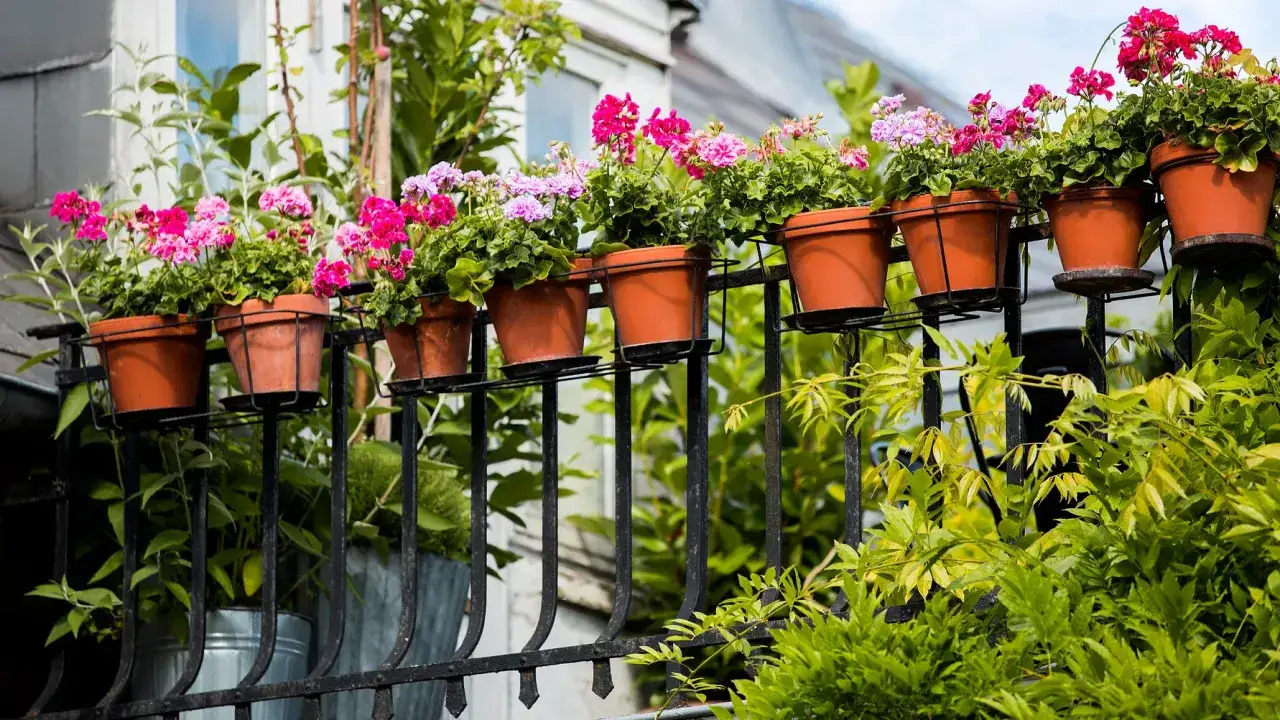 Rad av gammaldags pelargoner i terrakottakrukor p&aring; en balkongr&auml;cke. Rosa och lila blommor blommar frodigt.