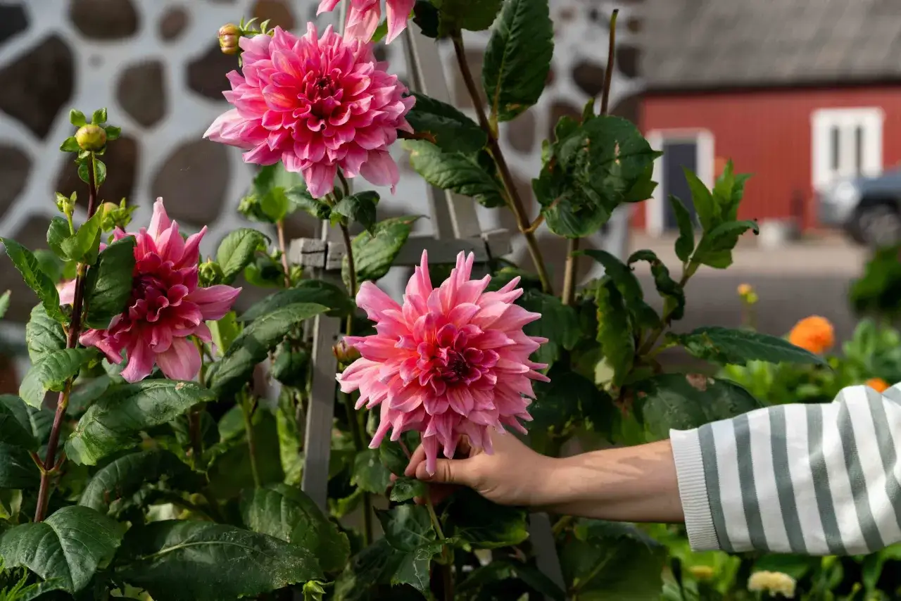 En hand med randig tröja håller en stor, rosa dalia blomma. Bakom syns en röd byggnad och en bil.