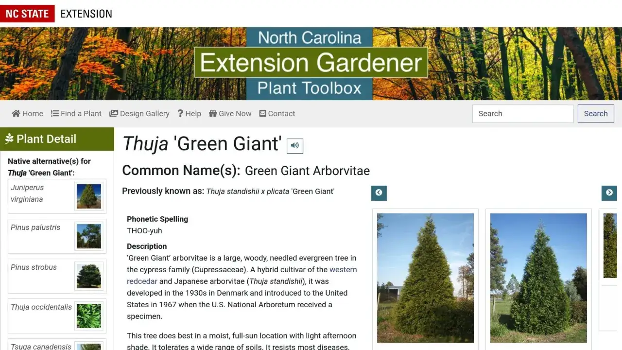 Information om att plantera thuja 'Green Giant', en stor, barrtr&auml;d som passar bra i soliga l&auml;gen.