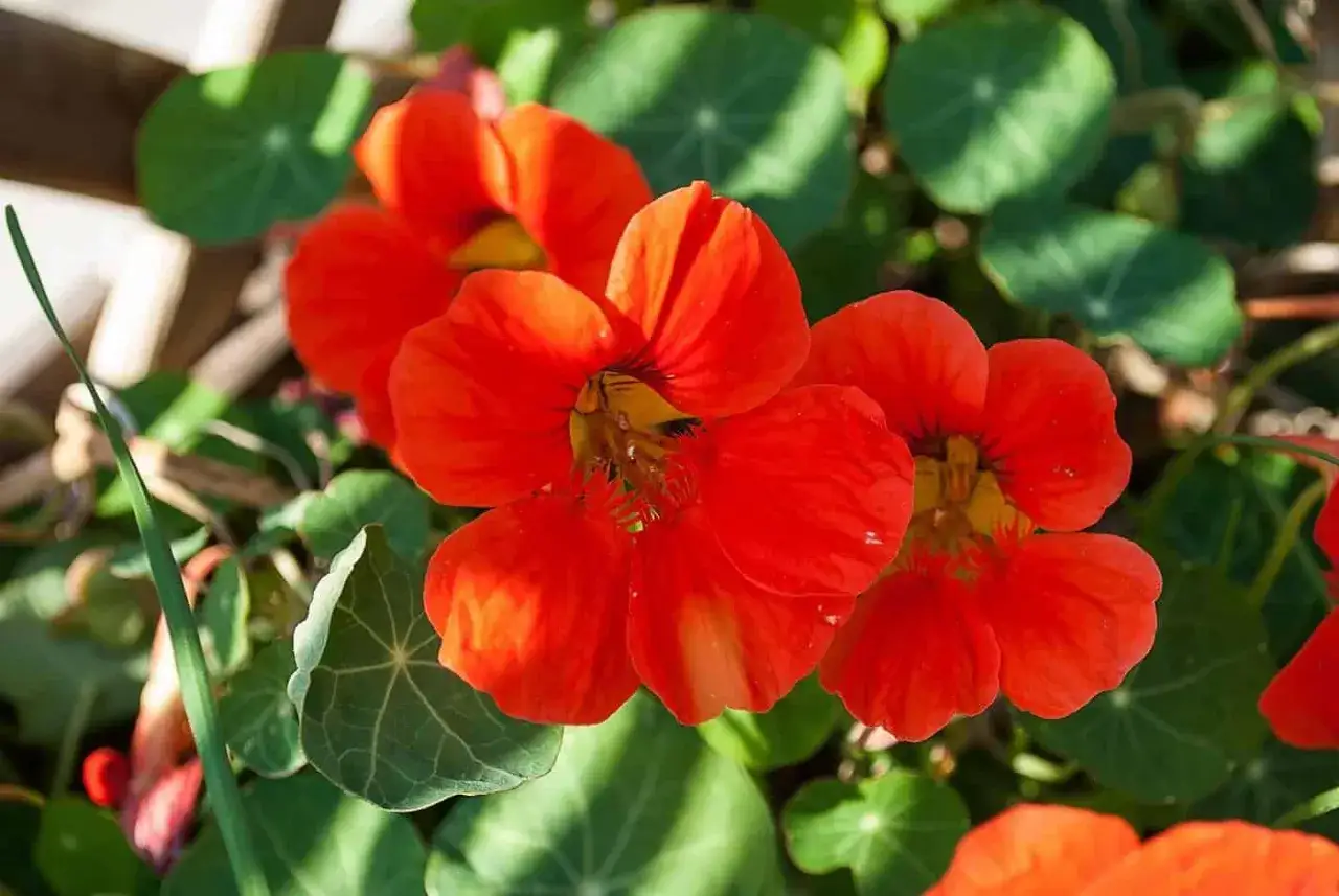 Vackra orange blommor med gröna blad. Enkelt att odla krasse hemma för en färgklick i trädgården eller på balkongen.