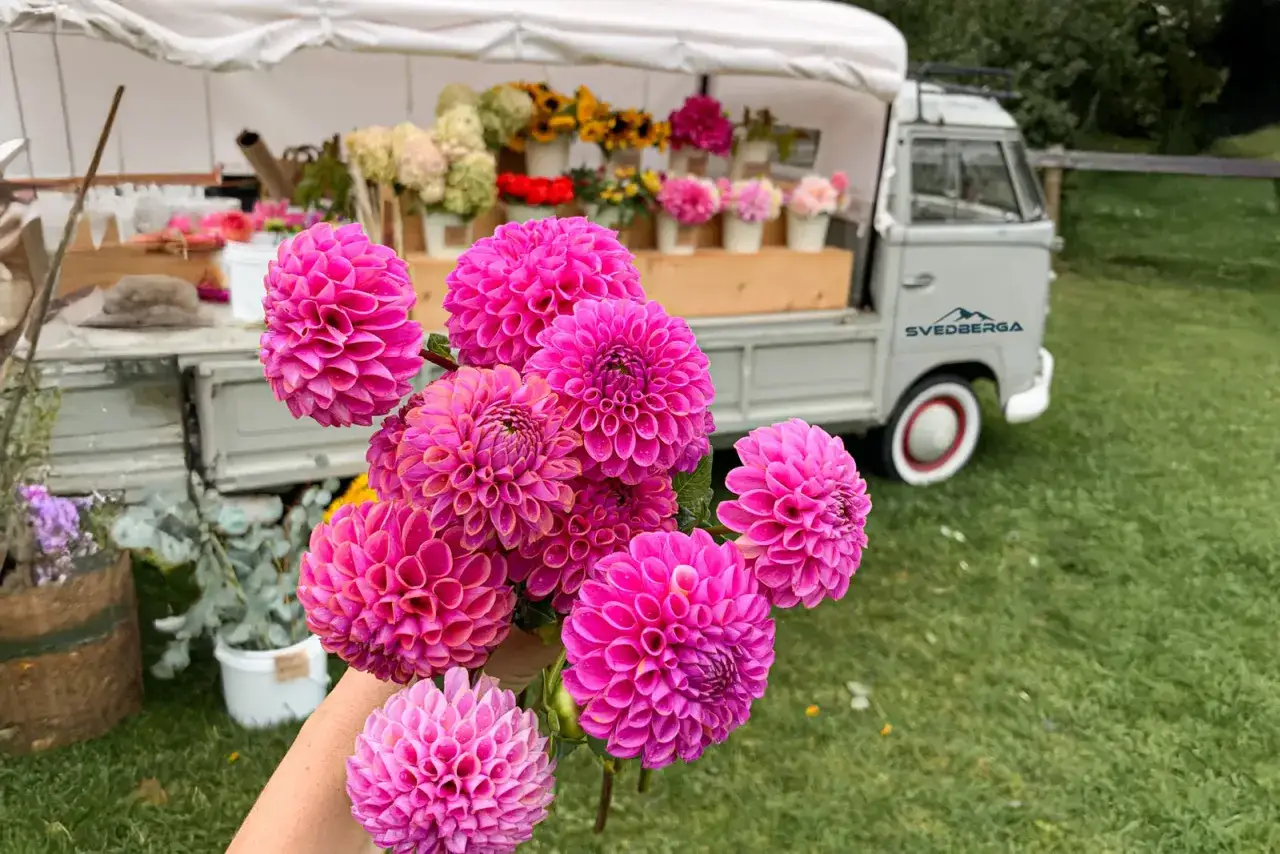 En hand håller en bukett med rosa dahlia hybrid-blommor framför en blomsterbil.