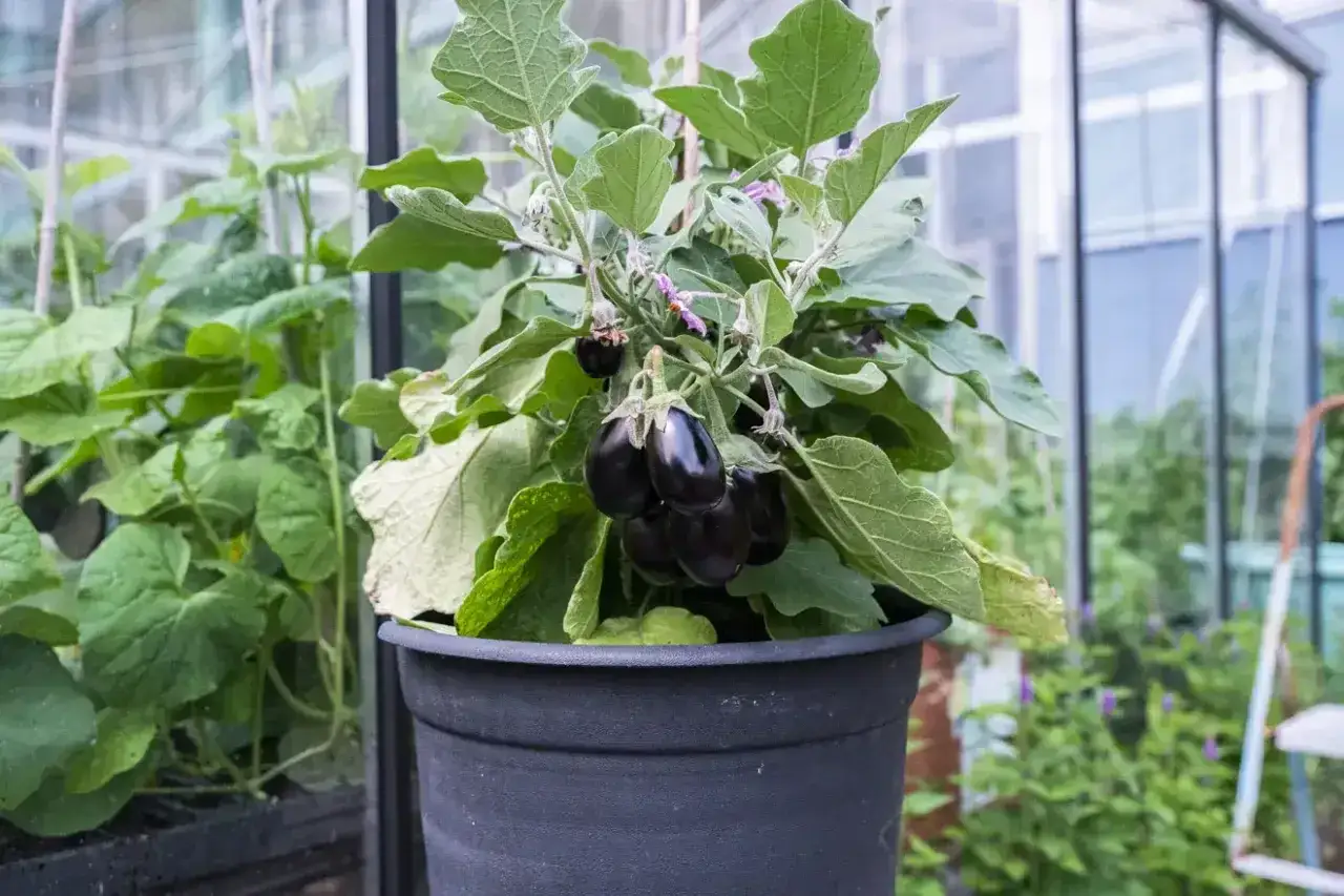 En kruka med en planta som b&auml;r flera sm&aring;, m&ouml;rka auberginer. Det &auml;r en fin syn att se hur man kan odla aubergine i kruka.