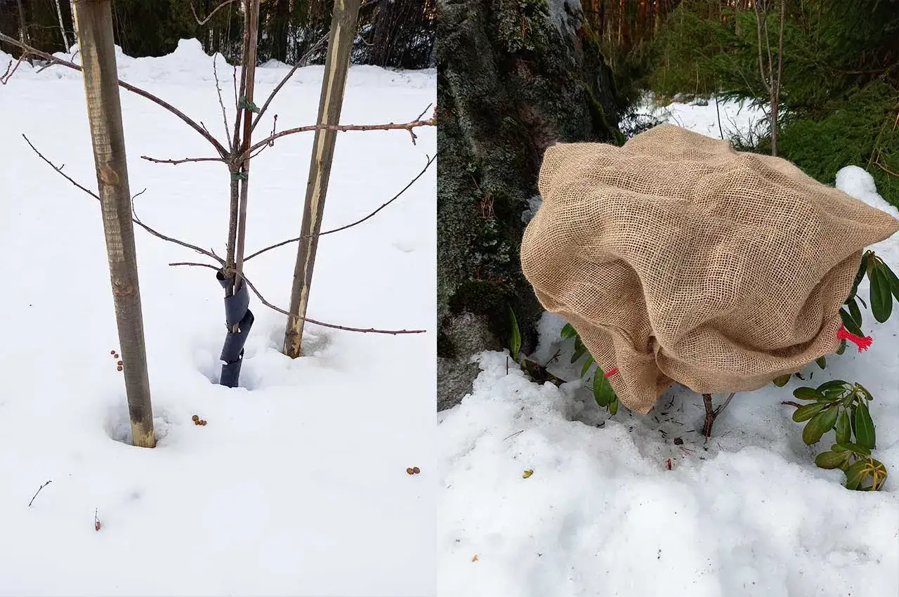 Vinterförberedelser i trädgården: ett ungt träd med stöd och en rhododendron skyddad under en säckvävskupa.