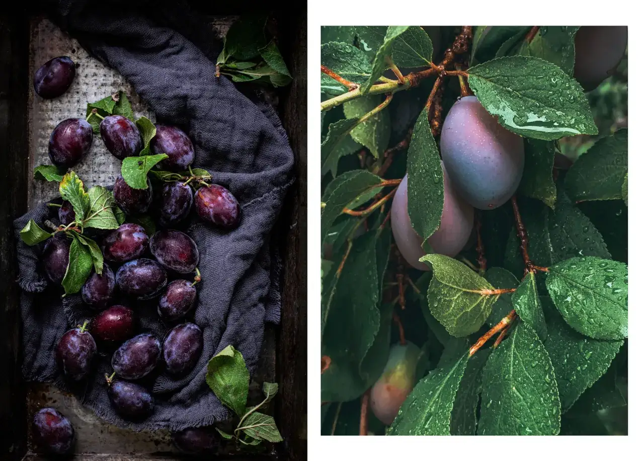 Mörka, saftiga plommon på en mörk duk och på grenar med daggvåta blad. Kanske godaste plommonsorten för en härlig sylt.