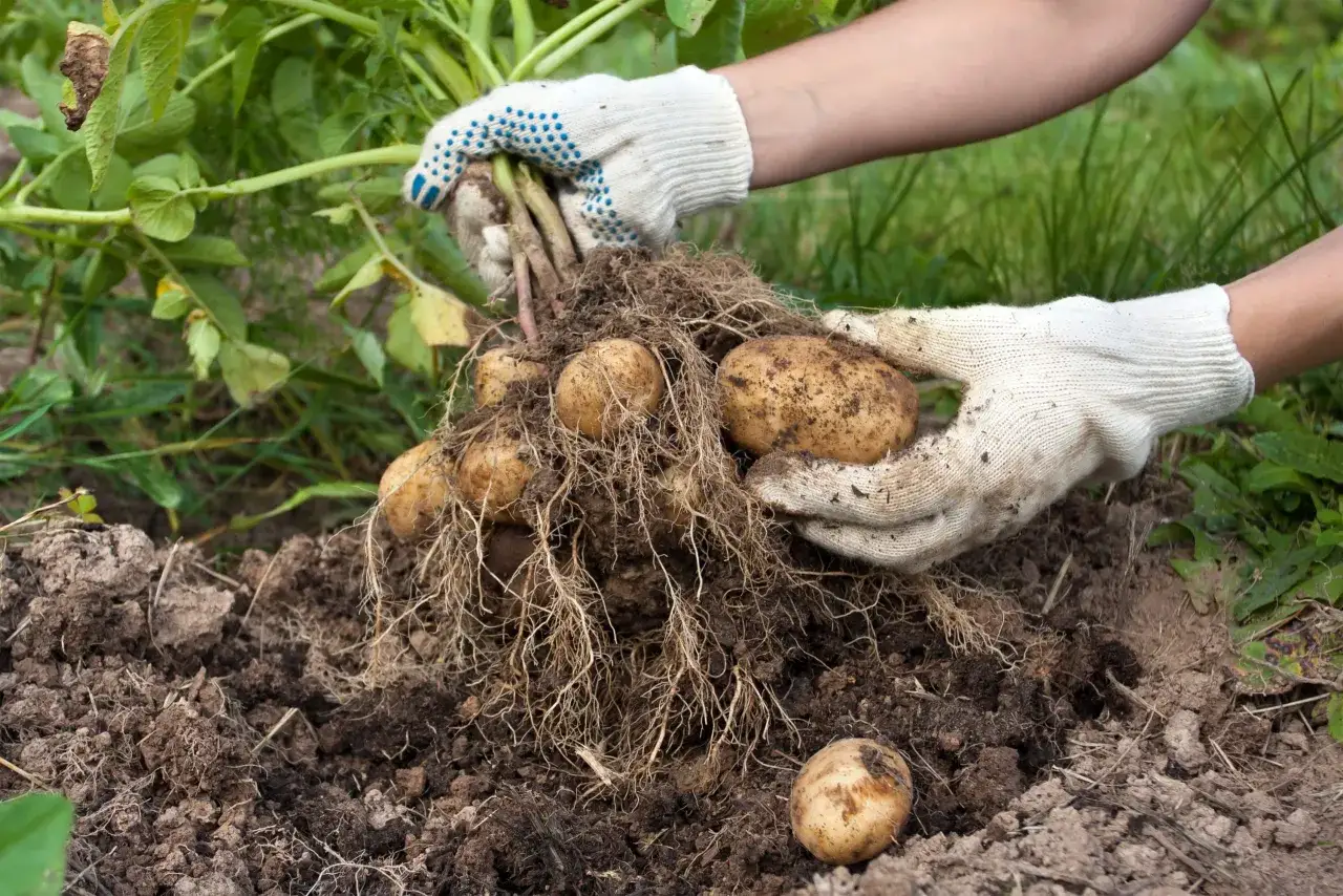 H&auml;nder i vita handskar drar upp en rot med potatis ur jorden. En potatis blomma kan ses i bakgrunden.