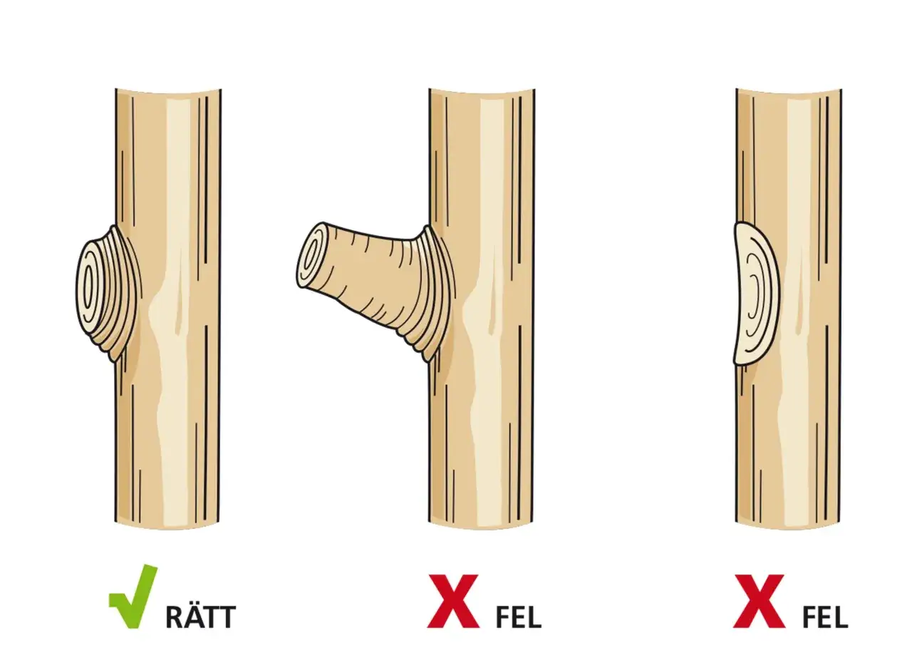 Illustration visar hur man beskär plommonträd. Rätt snitt lämnar en liten krage, fel snitt är antingen för nära eller för långt bort.