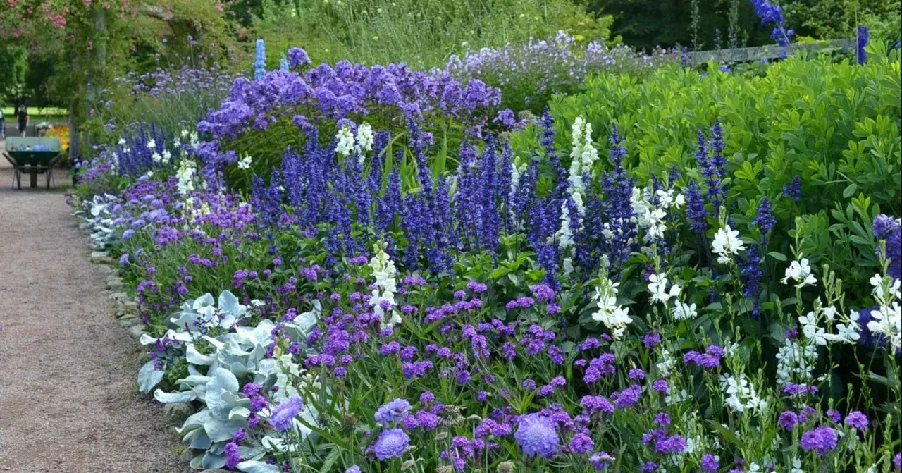 En vacker rabatt med bl&aring; blommor, perenner i olika nyanser av lila och vitt. En grusg&aring;ng leder f&ouml;rbi den lummiga, blomstrande tr&auml;dg&aring;rden.