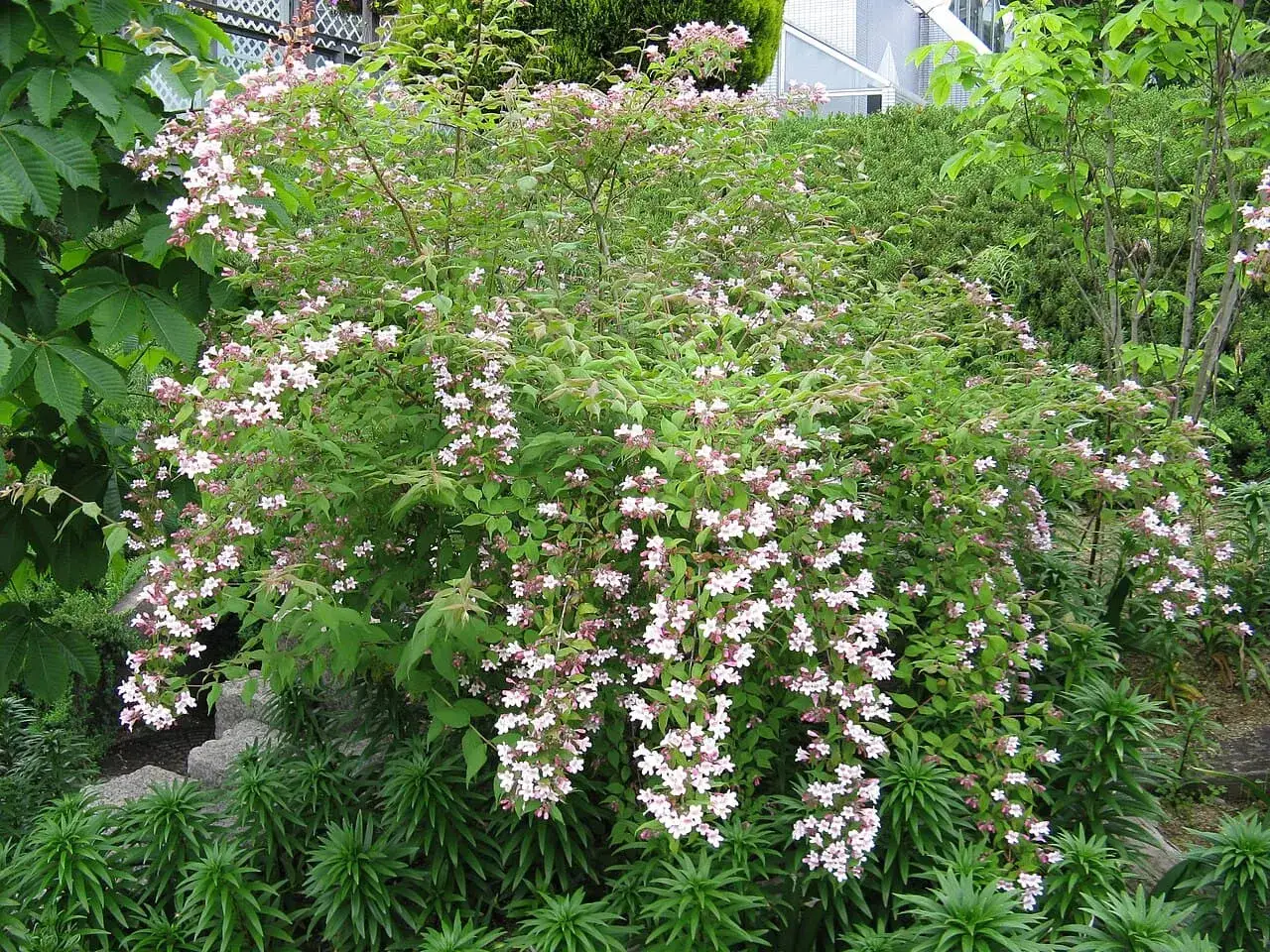 En frodig paradisbuske med rosa blommor som h&auml;nger i klasar. Den v&auml;xer snabbt och skapar en vacker, lummig tr&auml;dg&aring;rd.
