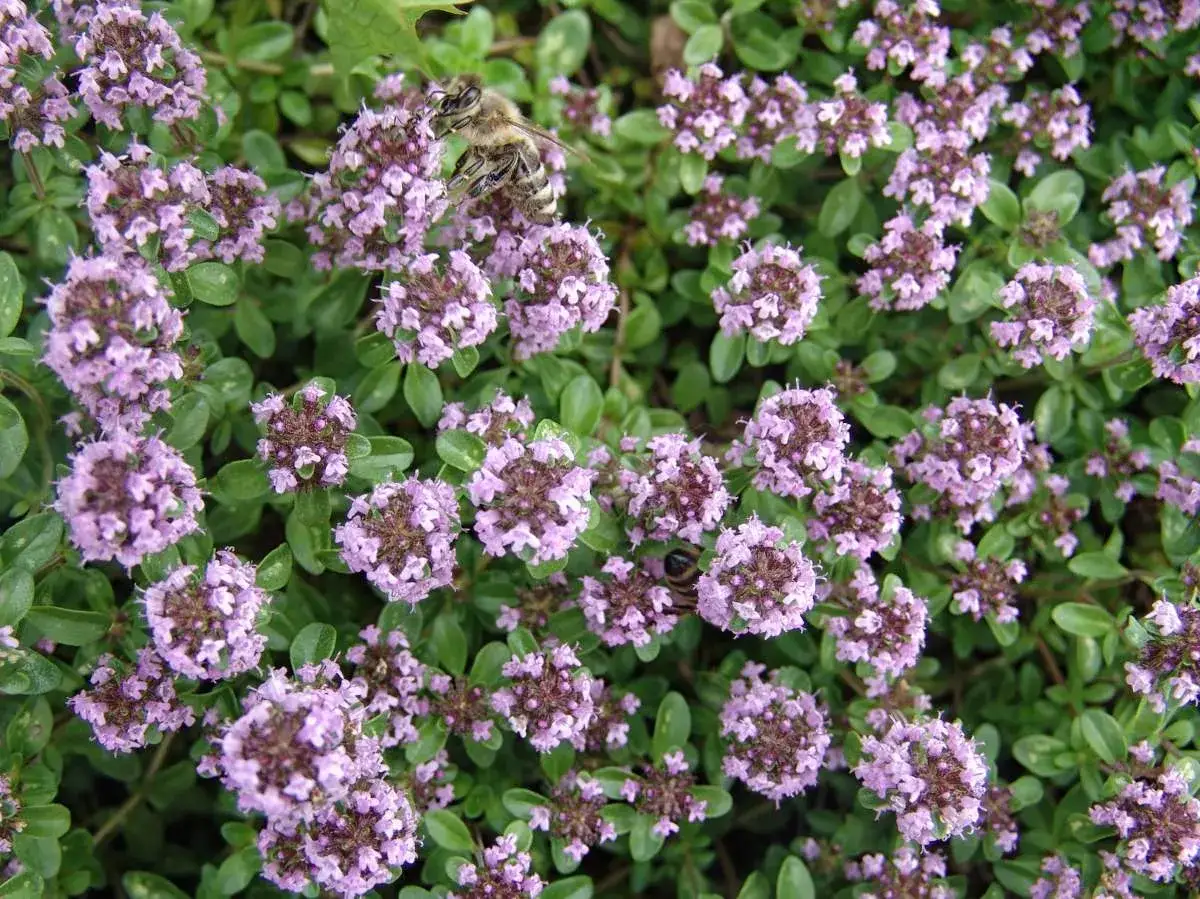 Bin samlar nektar fr&aring;n kaskadtimjan och backtimjan. Blommorna &auml;r sm&aring; och lila, och bladen &auml;r gr&ouml;na och aromatiska.