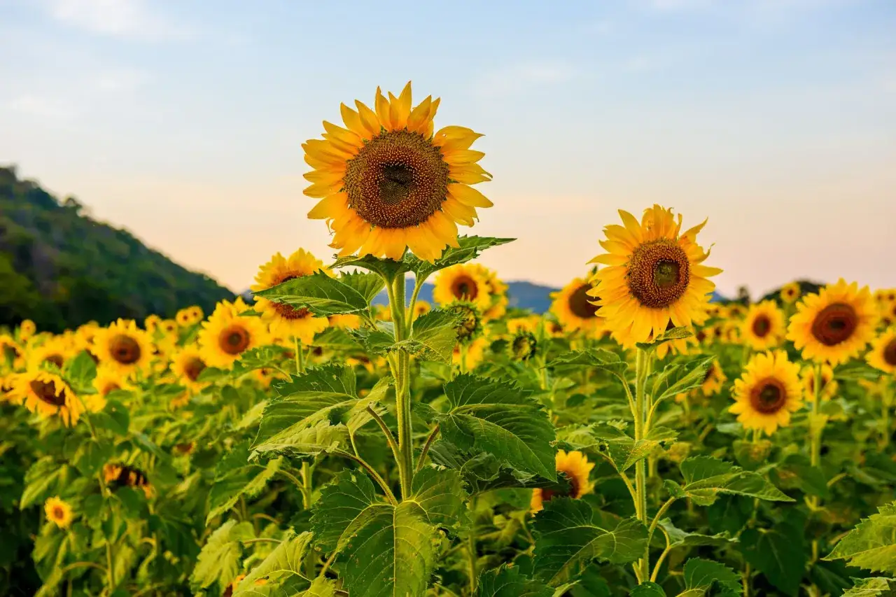 Ett f&auml;lt med solrosor, helianthus annuus, str&auml;cker sig mot en ljus himmel.