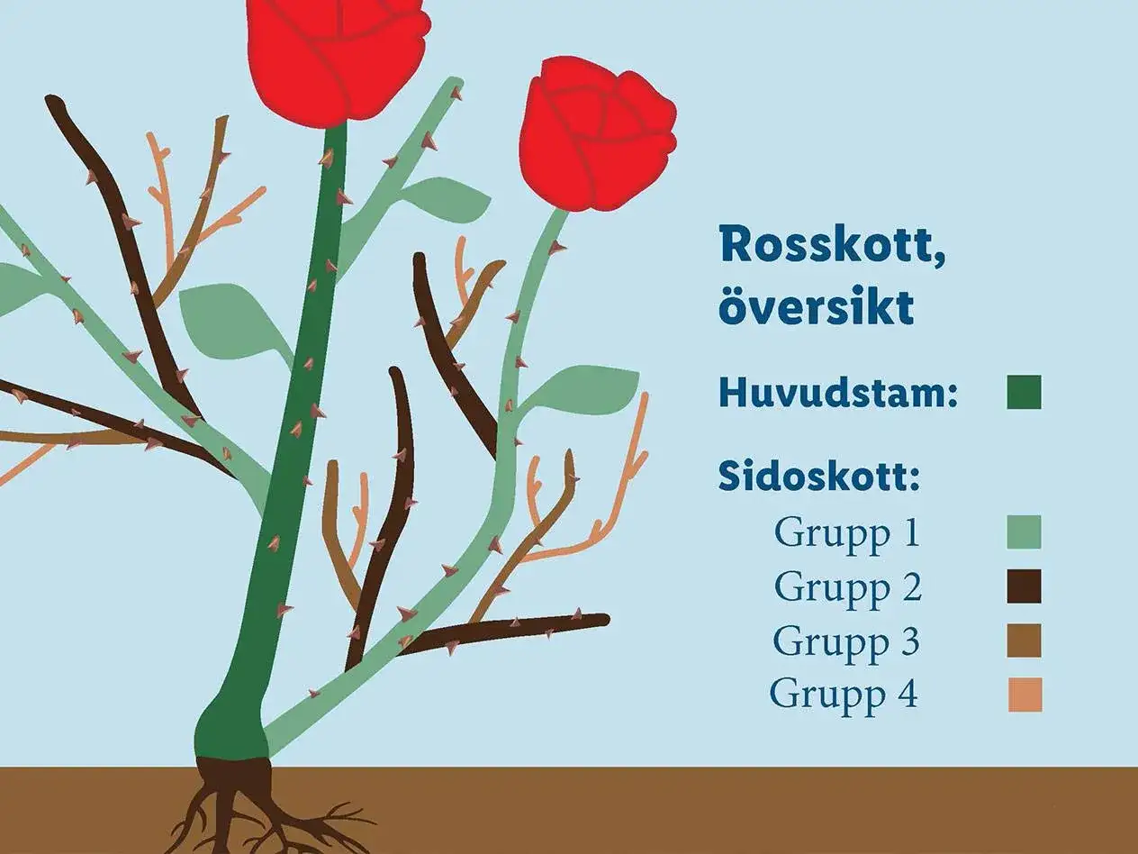 Illustration av en rosbuske med röda blommor. Texten 