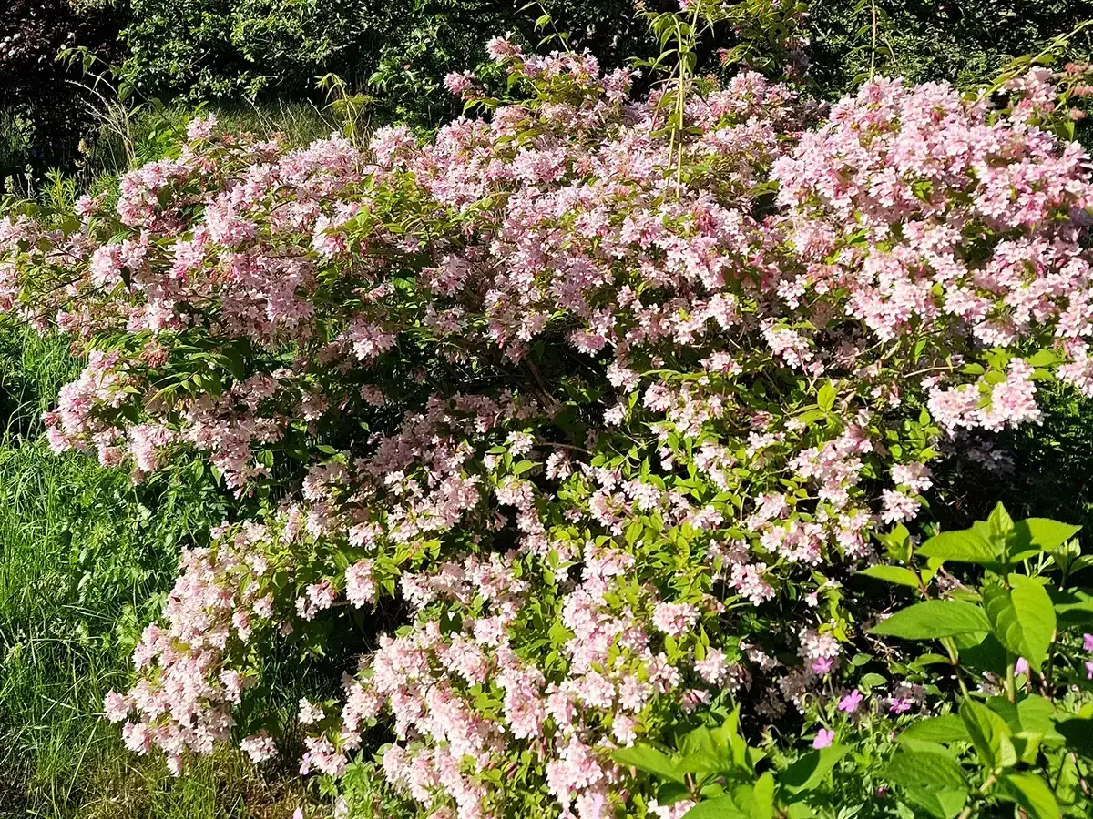 En frodig paradisbuske blommar med tusentals ljusrosa blommor. En riktig dröm för fjärilar och bin.