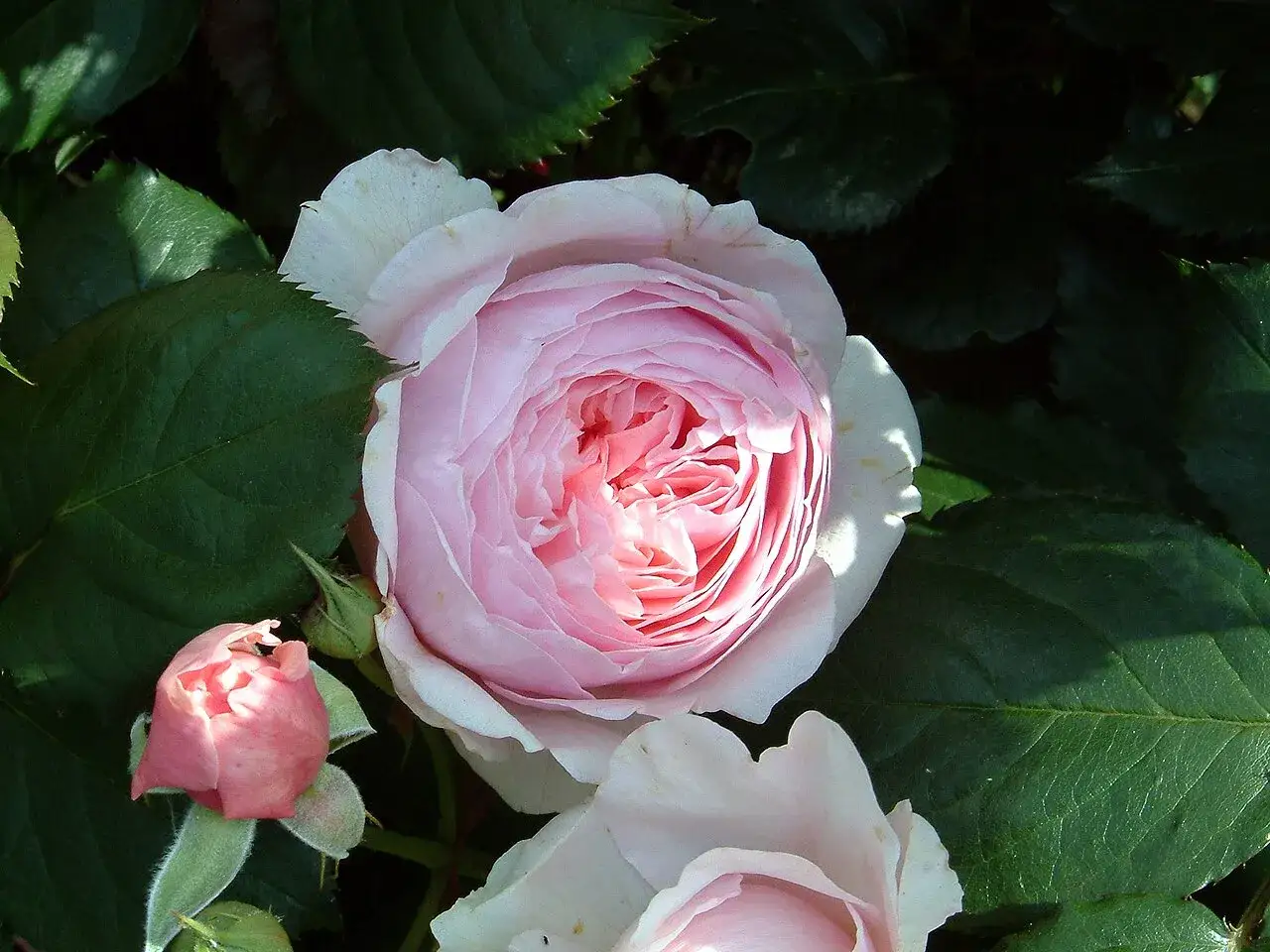 En ljusrosa ros av sorten Constance Spry, med en mindre knopp bredvid, omgiven av mörkgröna blad.
