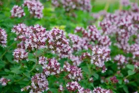 En tät matta av oregano blomma i lila och vita nyanser, med gröna blad som bakgrund.