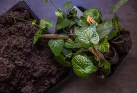 Förberedelser för att odla wasabi. Små plantor med gröna blad och jord i en bricka.