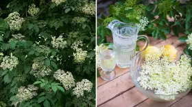 Fläderträd i full blom. Bredvid en karaff med fläderblomsaft, ett glas och en skål med fläderblommor och citroner.